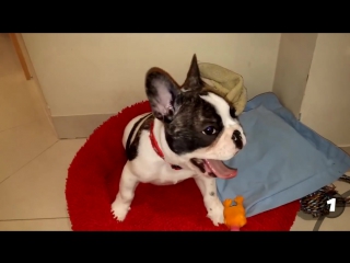 Факты о СОБАКАХ, про которые ты не знал!