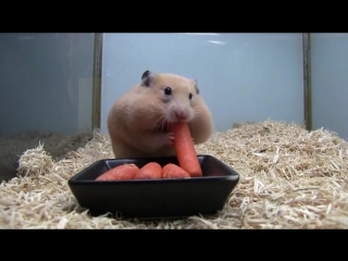 Хомяк и морковка