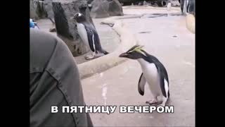 В понедельник и в пятницу